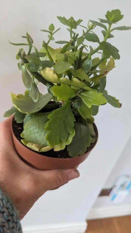 Photo of free 3 Houseplants (Westgate LA3) #1