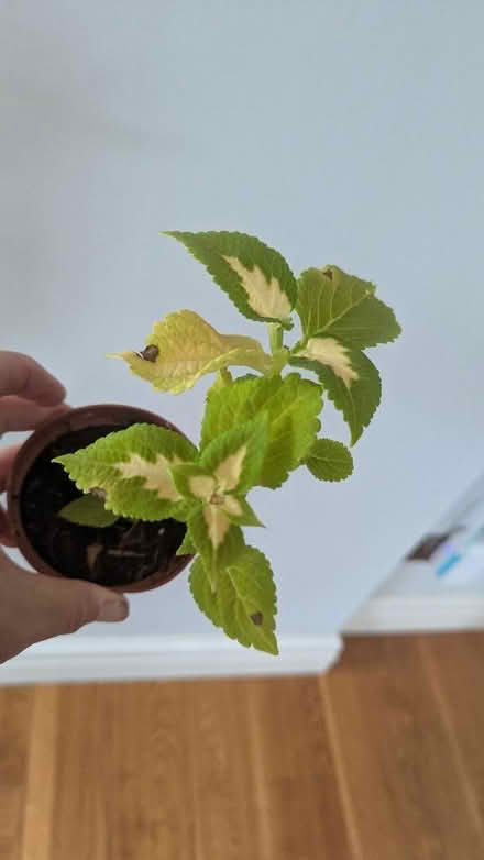 Photo of free 3 Houseplants (Westgate LA3) #2