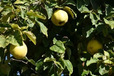 Photo of free Quinces (Cydonia oblonga) (Malvern Link WR14) #1