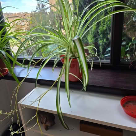 Photo of free Healthy spider plant (Clive Vale TN35) #1