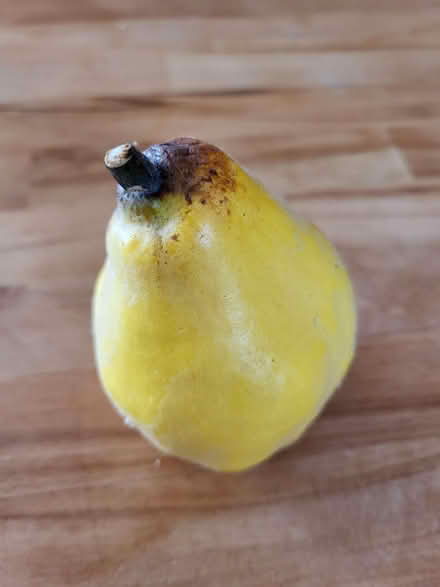 Photo of free Quinces (Gobowen SY11) #1