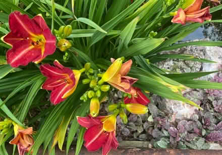 Photo of free Plants looking for a new home (TQ12 4SN) #3