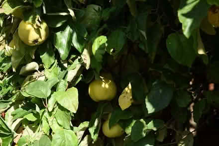 Photo of free Quinces (Cydonia oblonga) (Malvern Link WR14) #2