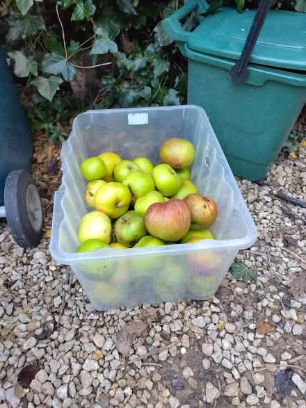 Photo of free Windfall apples (Oxford OX4) #1
