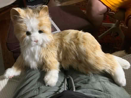 Photo of free Joy for All Robotic Cat (North Cleveland Park) #1