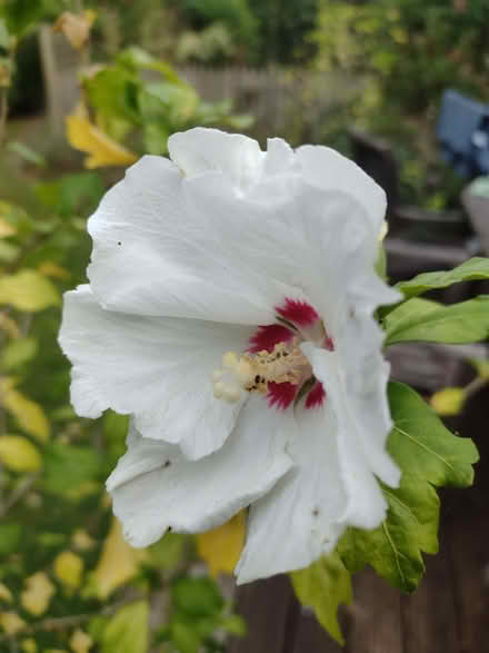Photo of free Hibiscus shrubs (Ardingly RH17) #1