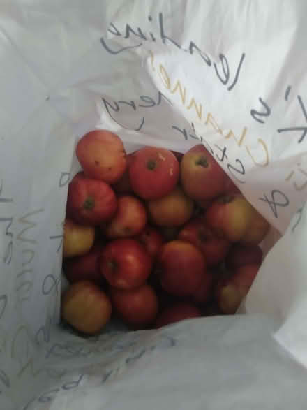 Photo of free Eating apples (Weston SO19) #1