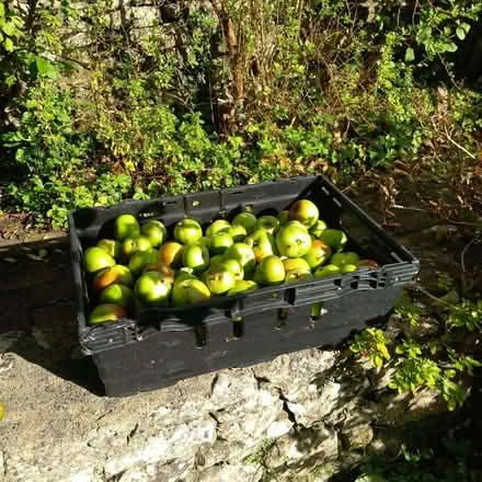 Photo of free Cooking Apples (Kendal LA9) #2