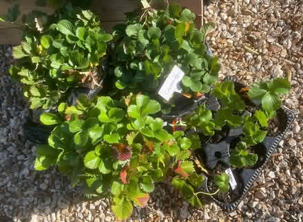 Photo of free Plants looking for a new home (TQ12 4SN) #1