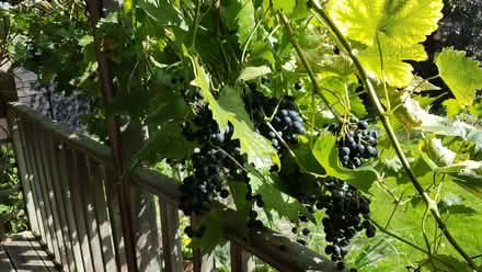 Photo of free Black grapes (Polegate BN26) #1