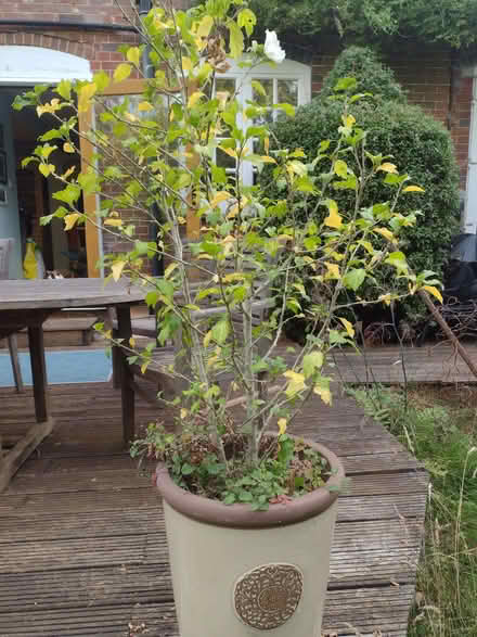 Photo of free Hibiscus shrubs (Ardingly RH17) #2