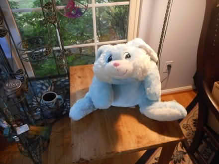 Photo of free Blue Bunny #1