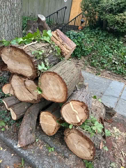 Photo of free fire wood (West Queen Anne) #1