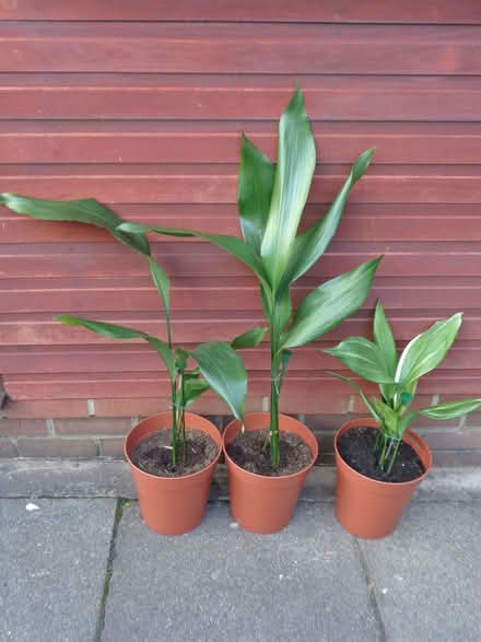 Photo of free Aspidistra (Copsewood CV2) #1