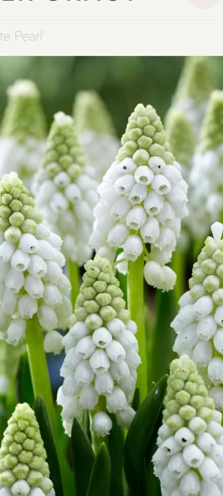 Photo of White muscari/grape hyacinth bulbs (New Greens AL3) #1