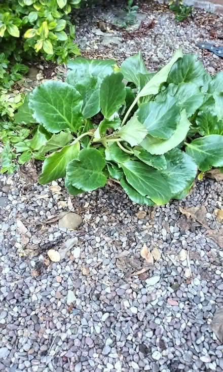 Photo of free Red Bergenia (elephant ears) plants (Barford near Warwick CV35) #1