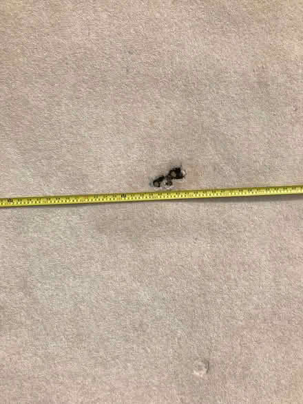 Photo of free Carpet (Bellingham NE48) #3