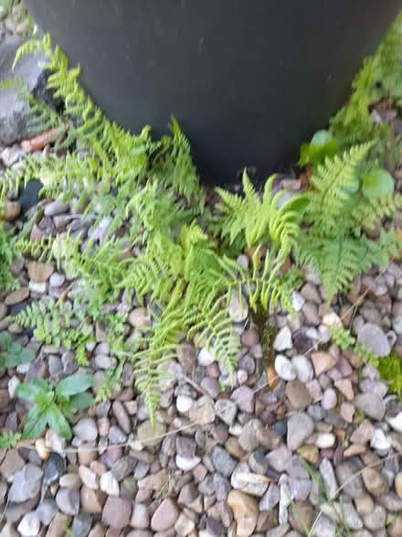 Photo of free Fern plants (Westbury SY5) #1