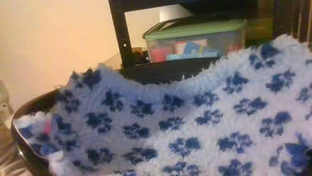 Photo of free Plastic dog bed and vet fleece (BA2) #1
