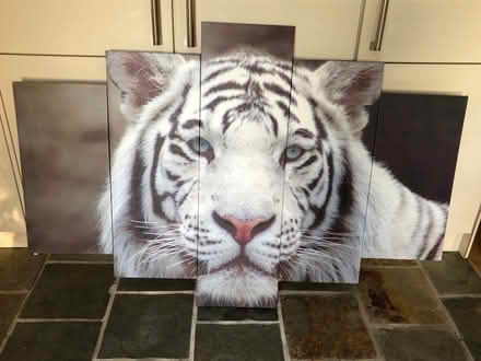 Photo of free Tiger picture (Moorgreen NG16) #1