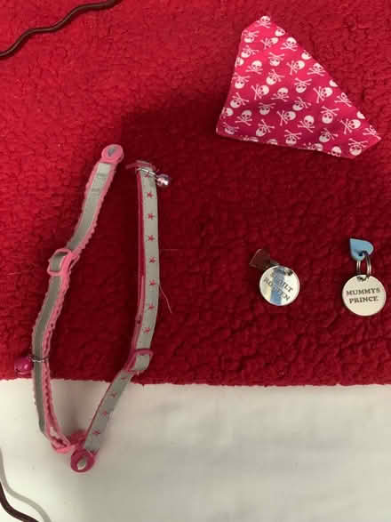 Photo of free Cat Collar Bundle (Colney Hatch N10) #1