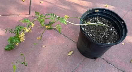 Photo of free Pink Jasmine Plant (Cupertino - DeAnza and 280) #1