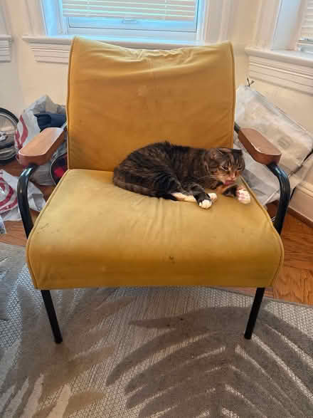 Photo of free Yellow velvet Prouve-style chair (Columbia Heights) #1