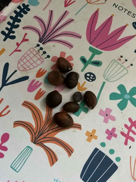 Photo of free Camellia seeds (Bedfont TW14) #1