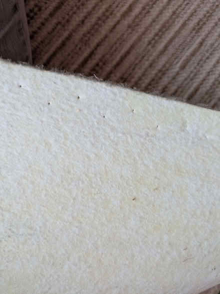 Photo of free Carpet (Beccles NR34) #2