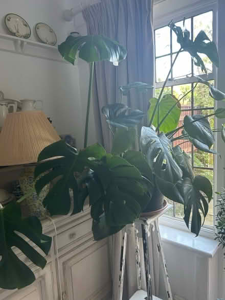 Photo of free Monstera plant (Acklam road .,Acklam west) #3