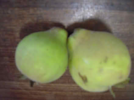 Photo of free Quince fruit (Maidenhead SL6) #1