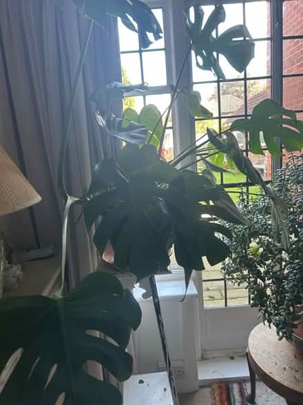 Photo of free Monstera plant (Acklam road .,Acklam west) #2