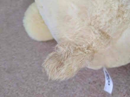 Photo of free Chick teddy (Hastings TN34) #2