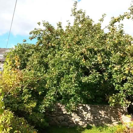 Photo of free Cooking Apples (Kendal LA9) #1