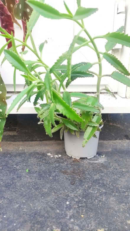 Photo of free Plant (Chislehurst BR7) #1