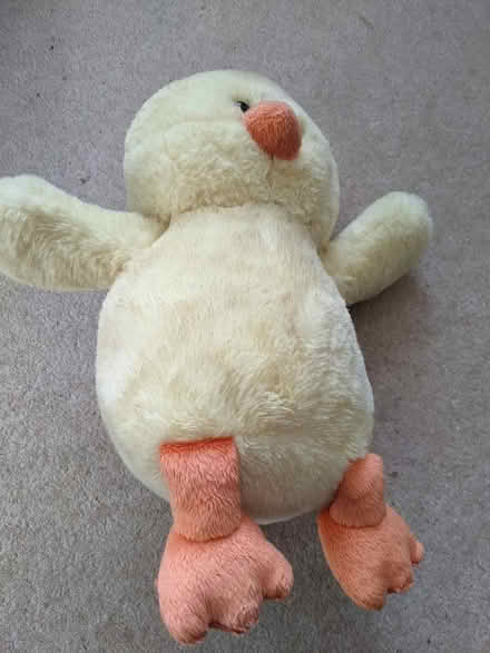 Photo of free Chick teddy (Hastings TN34) #1