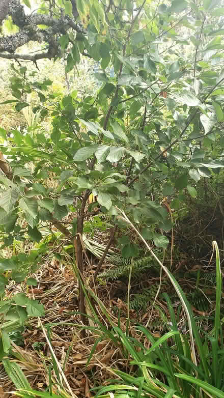 Photo of free Pie-Cherry Sapling (West Seattle) #1