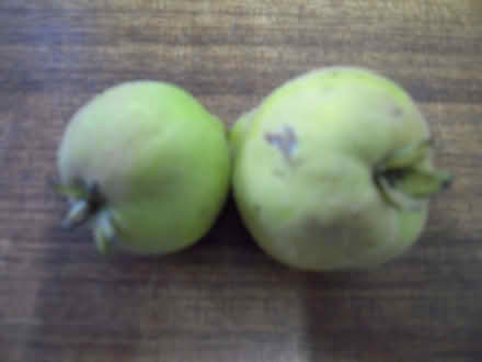 Photo of free Quince fruit (Maidenhead SL6) #2