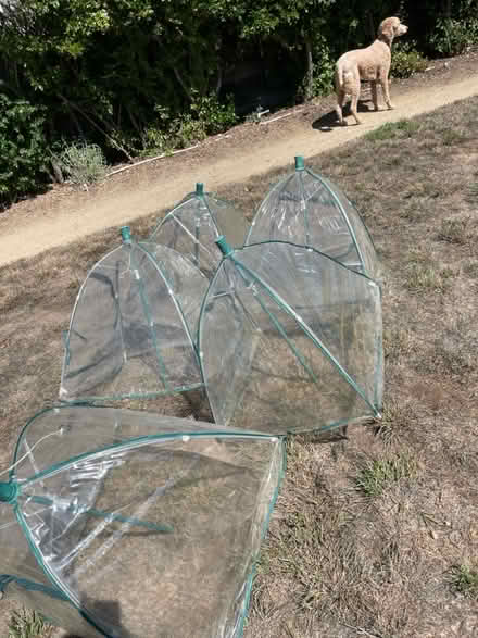 Photo of free Plant frost covers (Camden and Leigh) #2