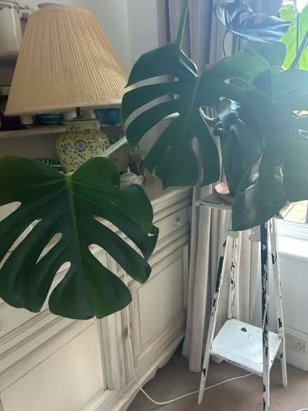 Photo of free Monstera plant (Acklam road .,Acklam west) #1