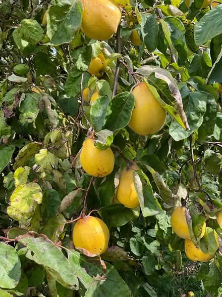 Photo of free Quinces (EYE IP23) #2