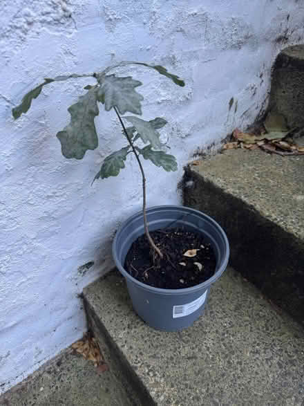Photo of free Baby Oak tree (SE11) #1