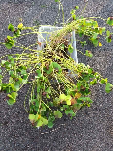 Photo of free Seedlings (Hockley Port B18) #2