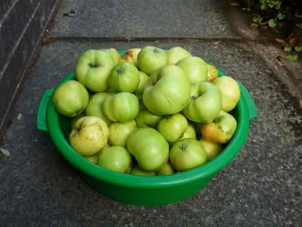 Photo of free Baking Apples (Grotton OL4) #1
