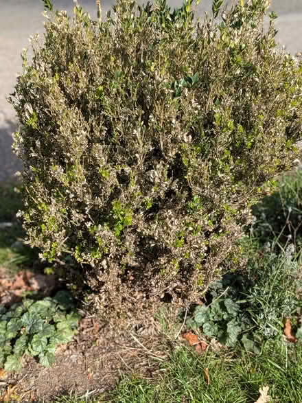 Photo of free Box 3 plants (St Albans AL4) #1