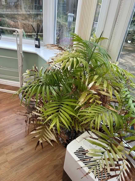 Photo of free Palm plant (Oxenhope BD22) #2