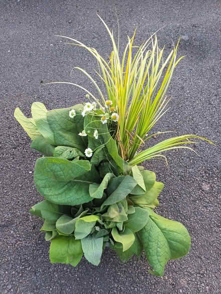 Photo of free Seedlings (Hockley Port B18) #1