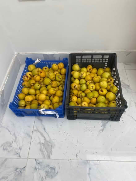 Photo of free Quinces (Wanstead E11) #1