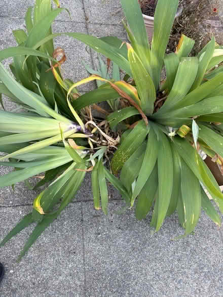 Photo of free Have a bare spot in your garden (2200 block of Roosevelt berk) #1