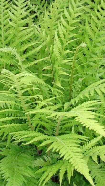 Photo of free Shuttlecock Fern - Matteuccia struthiopteris (apparently!) (Leigh-on-Sea SS9) #1